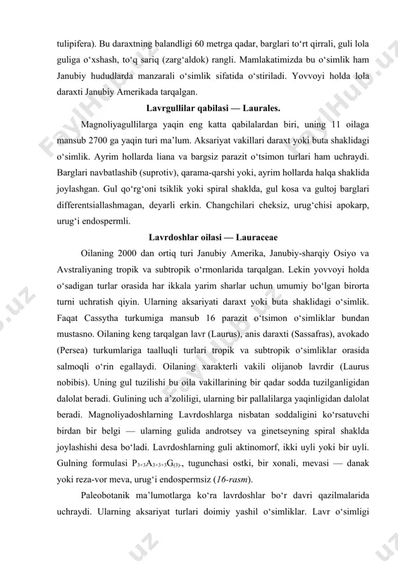 alolat beradi. magnoliyadoshlarning lavrdoshlarga nisbatan soddaligini ko‘rsatuvchi birdan bir belgi — ularning gulida androtsey va ginetseyning spiral shaklda joylashishi desa bo‘ladi. lavrdoshlarning guli aktinomorf, ikki uyli yoki bir uyli. gulning formulasi p3+3a3+3+3g(3)-, tugunchasi ostki, bir xonali, mevasi — danak yoki reza-vor meva, urug‘i endospermsiz (16-rasm). paleobotanik ma’lumotlarga ko‘ra lavrdoshlar bo‘r davri qazilmalarida uchraydi. ularning aksariyat turlari doimiy yashil o‘simliklar. lavr o‘simligi qimmatbaho oziq-ovqat, ziravor, dorivor, texnik, manzarali o‘simlik sifatida insonning xo‘jalik faoliyatida muhim rol o‘ynaydi. shuning uchun ham lavrdoshlarning qator navlari subtropik o‘lkalarda — kavkaz va qrimda madaniylashtirilgan. bu oilaning yana bir xarakterli turi — avakado (persea gratissima) doimiy yashil daraxt, nok shaklidagi rezavor mevasining og‘irligi 600 grammga qadar. mevaning tarkibida 30% gacha yog‘, 4% oqsil moddasi bor. qimmatli meva daraxti sifatida qora dengizning janubiy sohili va kavkazda o‘stiriladi. bir daraxtidan 50 kg ga qadar hosil olish mumkin. vatani tropik amerika. qalampirgullilar qabilasi — piperales o‘tsimon yoki buta va ayrim …