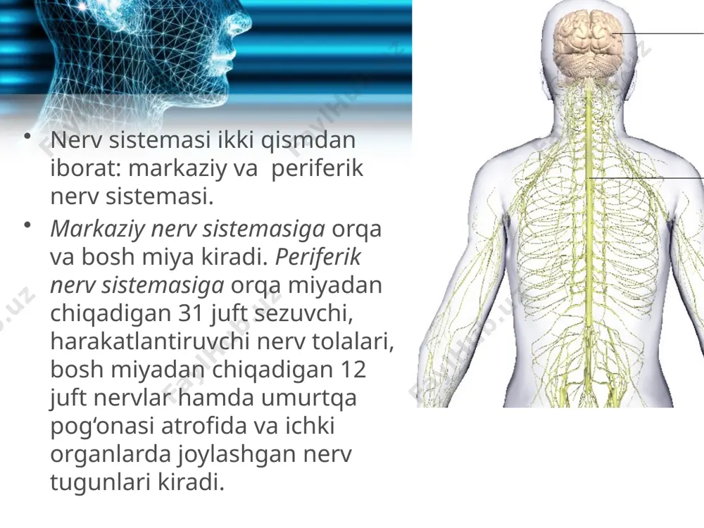ks yoyi bo‘yicha hosil bo‘ladi: retseptor sezuvchi nerv tolasi — sezuvchi nerv hujayrasi, oraliq nerv hujayrasi, harakatlantiruvchi nerv hujayrasi, harakatlantiruvchi nerv tolasi, muskul. bu orqa miyaning o‘tkazuvchanlik funksiyasi hisoblanadi. tananing turli joylaridagi retseptorlardan sezuvchi nerv tolalari orqali orqa miya nerv markazlariga kelgan impuls uning oq moddasida joylashgan o‘tkazuvchi nerv yo‘llari orqali bosh miyaning nerv markazlariga o‘tkaziladi. bosh miyaning nerv markazlarida hosil bo‘lgan qo‘zg‘alish pastga tushuvchi o‘tkazuvchi nerv yo‘llari orqali orqa miyaning shunga taalluqli nerv markazlariga keladi va undan ishchi organlarga o‘tkaziladi. shuni alohida ta’kidlash kerakki, yuqoriga ko‘tariluvchi va pastga tushuvchi, o‘tkazuvchi nerv yo‘llari bosh miyaning pastki qismlarida kesishadi. bosh miyaning o‘ng yarimsharlaridagi nerv markazlaridan kelayotgan nerv tolalari chap tomonga, chap yarimsharniki esa o‘ng tomonga o‘tadi. buning natijasida, o‘ng yarimshar tananing chap tomonidagi to‘qima va hujayralar funksiyasini boshqaradi, chap yarimshar esa, o‘ng tomonidagi to‘qima va organlar funksiyasini boshqaradi. orqa miyaning har qaysi segmentida joylashgan nerv markazlari (nerv hujayralari to‘plami) tananing turli …