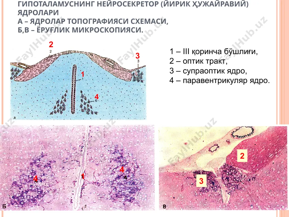 эндокринтизимнинг марказий точки - Page 5
