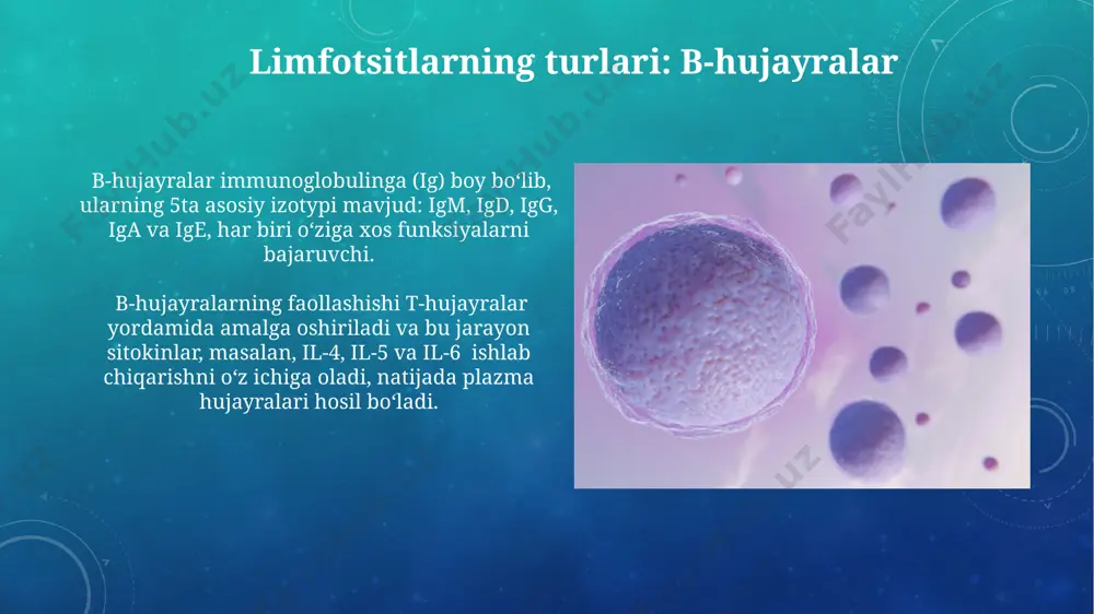anulositlar: neytrofillar neytrofillar qisqa umrga ega (6-8 soat) bo'lib, infektsiya joyiga tez migratsiya qiladi va yallig'lanish reaktsiyalarida asosiy rol o'ynaydi, shuningdek, netosis deb ataladigan hujayra o'lim mexanizmini namoyish etadi. neytrofillarning yadrosi lobulat bo'lib, 3 dan 5 gacha bo'laklardan iborat va ularning sitoplazmasida lizosomalar, peroksidazalar va boshqa antimikrobial moddalar mavjud. leykotsitlarning harakati va xemiyotaksiyasi leykotsitlarning diapedezi jarayoni, qon tomir devoridan o'tishi, 5-10 mikrometr diametrli hujayralar uchun sitoz skeletining qayta tuzilishi va integrinlarning o'zaro ta'sirini talab qiladi. leykotsitlarning harakati, amoeboid harakat orqali amalga oshiriladi, bu jarayonda aktin va miozin oqsillari ishtirok etadi, hujayra shaklini o'zgartirish va psevdopodiyalar hosil bo'lishiga olib keladi. leykotsitlarning anormalliklari va kasalliklari leykotsitoz, leykotsitlar sonining 11000/mkl dan yuqori bo'lishi, infektsiyalar, yallig'lanish yoki qon saratoni kabi turli sabablarga bog'liq bo'lishi mumkin. leukemiya, leykotsitlarning nazoratsiz ko'payishi bilan tavsiflanadigan qon saratonining bir turi bo'lib, turli xil subtiplarga, jumladan, o'tkir va surunkali leykemiyalarga ega. agranulositlar: monotsitlar monotsitlarning yadrosi buyraksimon shaklga ega bo'lib, sitoplazmasida …
