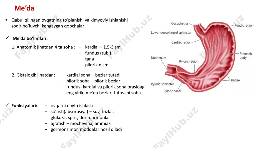 h ichak – 2.5 m (yuqorigi 2/5 qismi) ̶ yon bosh ichak – 3,5 m (quyi 3/5 qismi)  asosiy funksiyalari: ̶ ovqat hazm qilish ̶ so’rish ̶ mexanik hazm bo’lmagan moddalarni to’g’ri ichakka surish ̶ endokrin ̶ himoya-immun reaksiyalari  hazm jarayonida ikki guruh fermentlar qatnashadi: ̶ pankreatik sok (fermentlar) – bo’shliq hazmini ta’minlaydi ̶ ichak soki – devor oldi hazimini ta’minlaydi  me’dadan hazm fermentlari ortadi: ̶ oqsillarni – tripsin, ximotripsin, endokrinaza, peptidazalar ̶ uglevodlarni – amilaza, ,altoza, laktoza, saxaroza ̶ lipidlarni – lipaza, fosfolipaza (o’t suyuqligi bilan emulsiyalangan lipidlarga ta’sir etadi) ̶ nuklein kislotalar – turli xildagi nukleozalar  hazm bo’lmagan moddalar so’riladi.so’rish yuzasini oshirish uchun quyidagi tuzilmalar mavjud: • shilliq qavat: ̶ vorsinkalar (barmoqsimon bo’rtiq) ̶ kriptalar (naysimon botiqlik) • epiteliotsitlar plazmolemmasi: ̶ mikrovorsinkalar ̶ glikokaliks • plica circulyaris: ̶ shilliq + shilliq osti qavatlar (kerk-ring klapnlari)  ingichka ichakning spetsifik sturukturalari • vorsinka va kriptalar: …