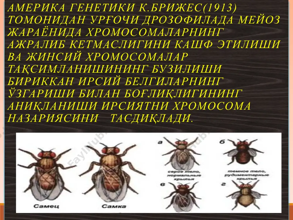 тиштиришдан олинган дурагай хужайраларни генетик тахлил килиш, хромосоманинг шаклий ўзгаришларини ўрганиш, оксил молекуласидаги аминокислоталарнинг жойлашиш тартибини тахлил килиш, вирусларнинг хромосомага таъсирини аниқлаш ва бошкалар. битта хромосомадаги генларнинг бир-бирига нисбатан киёсий жойлашувини тасвирловчи чизмага генетик ҳарита дейилади. генетик ҳарита тузиш анча машаккатли иш бўлиб, бунинг учун тажриба ўтказувчига шу организмда учрайдиган бир канча мутант генлар маълум бўлиши керак ва улар билан жуда кўплаб чатиштириш ишлари олиб боришга тўғри келади. генетик жихатдан жуда яхши ўрганилган организмлардагина уларнинг генетик ҳаритаси тўлик тузилган (дрозофила пашшаси, маккажўхори, нейроспора ва бошкаларда). жинс –белги хусусиятлар туплами жинс, бу белги ва хусусиятлар тўплами бўлиб, авлодлар ва улардаги ирсий белгиларни жинсий хужайралар (гаметалар) оркали юзага чиқаради. ҳар бир соматик хужайранинг энг аҳамиятли белгиларидан бири ундаги хромосомаларнинг жуфт сохталигидир. жуфт бўлган хромосомалар бир-бирларига жуда ўхшаш бўлади. аммо фақат бир жуфт хромосома бир-бирига ўхшамайди ва айрим организмларда битта хромосоманинг жуфти бўлмаслиги хам мумкин. ана шу ўхшамайдиган ва жуфти бўлмаган хромосомалар жинсни …