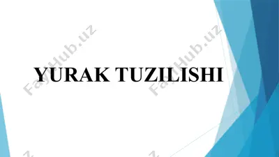 yurak tuzilishi — PPTX