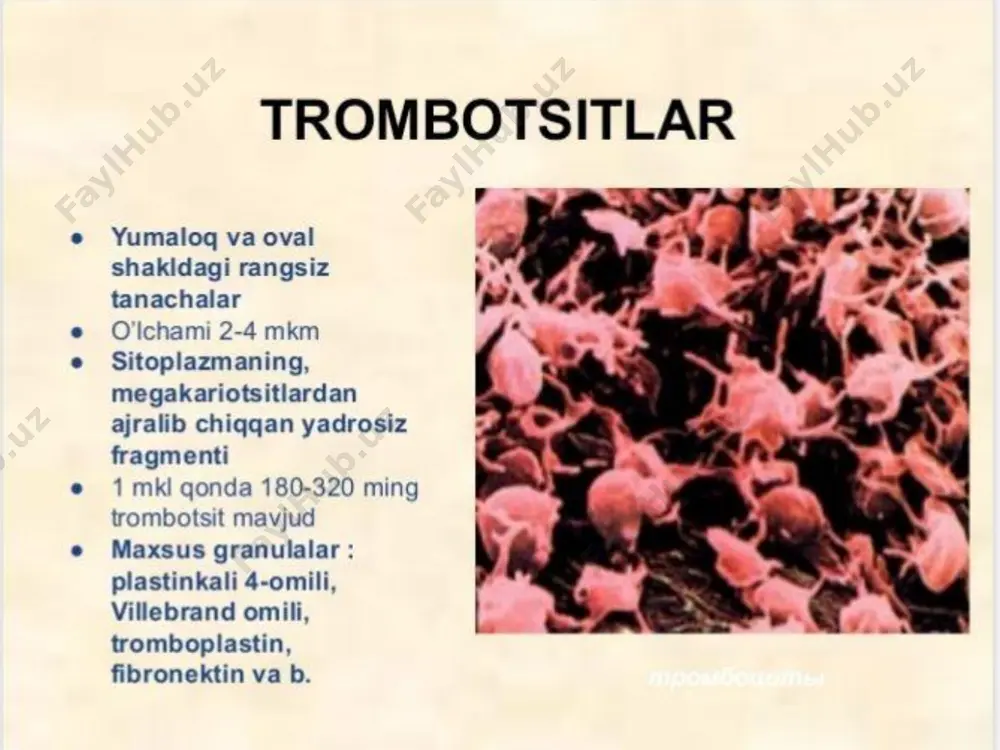 trombotsitlar - Page 3