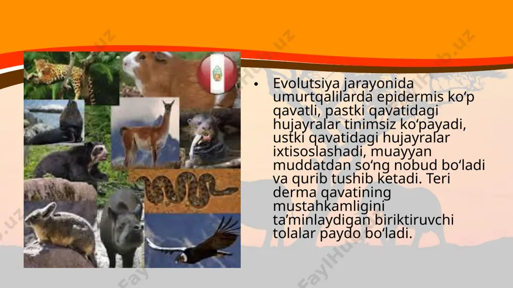 hayvonlarning tana qoplami va harakat organlari evolutsiyasi. 11 - sinf - Page 4