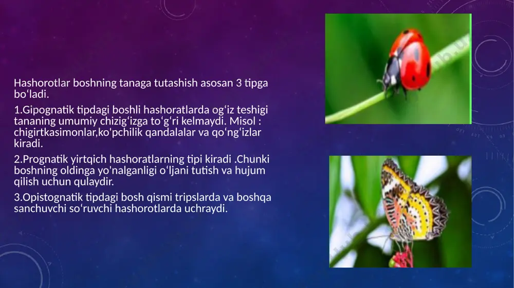m tarqalgan. oltin qoʻngʻizlar-viprestidae oilasi .bular oldingi yelasining orqa chetlarida ingichkalashgan choʻqillar yoʻq .tana shakli,yoysimon, ko'pincha metallsimon rangda yaltiroq.lichinkalari oyoqsiz ,oldingi qismi keng.lichginkalari daraxtning yog‘och qismlarida yoʻl solib yashaydi.bazilari o‘rmon va mevali daraxtlar daraxtlarga katta shikas yetkazadi. foydalanilgan adabiyotlar 1.b.a.sulaymonov, a.r.anorboyev,sh.a. maxmudova, m.m.ablazova. 2.www.ziyo.net. umumiy entomologiya va zoologiya. –t.: *fan va texnalogiyasi* 2019. image3.png image4.jpeg image5.jpeg image6.jpeg image7.jpeg image8.jpeg image9.jpeg image10.jpeg image11.jpeg image12.jpeg image13.jpeg image14.jpeg image15.jpeg image16.jpeg image17.jpeg image18.jpeg image19.jpeg image20.jpeg image21.jpeg image22.jpeg image23.jpeg image24.jpeg image25.jpeg /docprops/thumbnail.jpeg