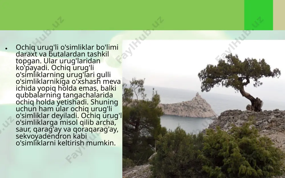 . oddiy qarag'ayning qubbalari 2 yilda yetiladi va shamol ta'sirida to'kila boshlaydi. qarag'aylardan oliy nav qog'ozlar tayyorlashda va texnik spirtlar olishda foydalaniladi. savol va topshiriqlar ochiq urug'li o'simliklarning o'ziga xos xususiyatlari nimalardan iborat? archaning tanasi, shoxi va barglari qanday tuzilishga ega? archa nega ikki uyli o'simlik deb ataladi? oddiy qarag'ayning belgilarini ayting. archa va oddiy qarag'ayning qubbali shoxchalaridan olib, ulardagi asosiy belgilarni aniqlab, taqqoslang va rasmlarini chizib oling. atrofingizda ekiladigan ochiq urug'li o'simliklarni aniqlab, ulardan gerbariylar tayyorlang. image2.jpeg image3.jpeg image4.png image5.jpeg image6.jpeg image7.jpeg image8.jpeg image9.jpeg image1.jpeg