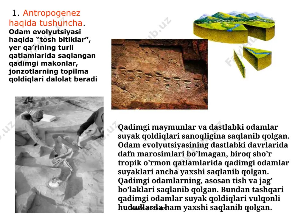 bua yava orolidan pitekantrop odam suyak qoldiqlarini topgan. e. dyubua bu suyak qoldiq-larini dastlabki odam deb tarif berib pitekantrop nomini bergan. hozirda maymunsimon odamlarni arxantrop deb ataydilar. “homo erectus”-tik yuruvchi odam. arxantroplar butun ko’hna dunyoga tarqalgan. ular 1,5-0,5 mln. yillar muqaddam yer yuzining egalari bo’lgan. www.arxiv.uz www.arxiv.uz pitekantroplar yer kurrasining mo’tadil iqlim bo’lgan joylarida tarqalganlar. ularning yashash davri 1,0-0,7 mln.yillarga to’g’ri keladi. qadimgi odamlar: pitekantroplar, arxantroplar, sinantroplar (homo erectus) www.arxiv.uz www.arxiv.uz sinantrop –ilk bor topilgan joyiga nisbatan nomlangan. sianantroplar olovdan foydalanishni bilishgan. toshdan mehnat qurollari yasashgan. yashagan davri –miloddan avvalgi 600 ming yillar. www.arxiv.uz www.arxiv.uz sinantroplarning tanasi va miya qutisining kattalashishi bilan birga ular aqlidada ham keskin o’zgarishlar sodir bo’lgan. ular tashqi obrazlarni qabul qilganlar, so’zlashganlar va tashqi dunyoni boshqarganlar. www.arxiv.uz www.arxiv.uz ayni shu ajdodimiz olovni kashf etdi va uni o’zlashtirdi.olovni ixtiro qilgan odam ob-havoga mutelikdan xalos bo’ldi. shu bois muzlik davri boshlanishidan oldin o’z jonini saqlab qoldi. www.arxiv.uz www.arxiv.uz …