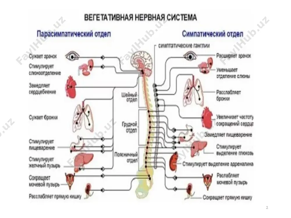 индан ўткир захарланиш гиперсаливация диарея кўнгил айниши, қусиш тахикардия ақб ошади ҳансираш нафас тўхтаб кўриш, эшитиш бузилишлари,тутқаноқ никотиндан сурункали захарланиш гиперсаливация йўғон ичак моторикасининг ортиши нафас аъзоларининг яллиғланиши меъда кислоталигининг пасайиши юрак ритми ва кўриш бузилади сурункали бронхит, ўпка эмфиземаси юик ўпка саратони, 10 лобелин гидрохлорид (lobelini hydrochloridum - lobelia inflata алкалоид., амп. 1 мл 1 %-60 г, № 10), табл (2 мг); нафас аналептики, учламчи амин. каротид коптокчадаги рецепторларга таъсир этади ва рефлектор йўл билан нафас ва томир ҳаракатлантирувчи марказларни қўзғатади. марказлар ва адашган нерв ганглиялари қузғалади, қисқа вакт қб бубмқ н-хр қб қисқа таъсирли 11 ишлатилиши: нафас рефлектор тарзда тўхтаганда нафас олиш сусайганда туғилган чақалоқлар асфикциясида дозалари: м/о, в/и 0,3–1 мл 1 %-эритма, болаларга ёшга қараб– 0,1–0,3 мл 1 %-эритмаси. нохўш таъсири: миқдори ошганда қусиш маркази қўзғалади. юрак тўхташи нафас олишнинг қийинлашиши, титраш тавсия этилмайди: юқт оғир жароҳатларида, упка шишларида, қон кетишларда 12 13 цититон (cytitonum) - 0,15% …