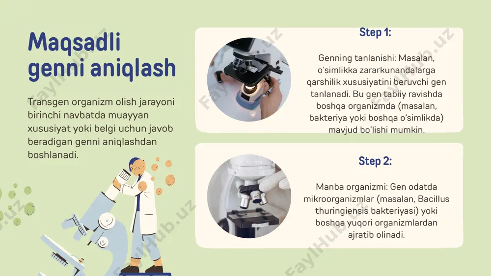 ishlab chiqarishda ishlatiladi. masalan: inson insulini ishlab chiqaruvchi bakteriyalar (diabet davolashda qo‘llaniladi). gm bakteriyalar orqali vaksinalar va antibiotiklar ishlab chiqarish. organ donorlari: transgen hayvonlar inson organlarini yetishtirish uchun ishlatilmoqda. masalan, cho‘chqalardan odamga mos transplantatsiya uchun organlar o‘stirilmoqda. terapevtik oqsillar: gm hayvonlar, masalan, echkilar sutida maxsus davolovchi oqsillar ishlab chiqariladi. genetik modifikatsiyalangan organizmlar tibbiyotda keng qo‘llaniladi: sanoat sohasida foydalanish transgen organizmlar biotexnologiya va sanoatda muhim ahamiyatga ega: biologik yoqilg‘i: bakteriyalar va boshqa mikroorganizmlar biomassa asosida bioyoqilg‘i ishlab chiqarish uchun ishlatiladi. atrof-muhitni tozalash: ayrim transgen bakteriyalar neft to‘kilishlarini tozalash yoki og‘ir metallarga boy tuproqni zararsizlantirish uchun qo‘llaniladi. fermentlar ishlab chiqarish: transgen mikroorganizmlar oziq-ovqat, kimyo va qishloq xo‘jaligida qo‘llaniladigan fermentlarni ishlab chiqaradi. transgen o‘simliklar oziq-ovqat xavfsizligi muammosini hal qilishda yordam beradi: mahsuldorlikni oshirish: transgen urug‘lar yuqori hosil beradi va hosildorlikni oshiradi. saqlash muddati: gmo mahsulotlarining buzilish muddati uzoqroq bo‘ladi (masalan, uzoq muddat buzilmaydigan pomidor navlari). global oziq-ovqat tanqisligi: kam hosil beradigan hududlarda samaradorlikni …