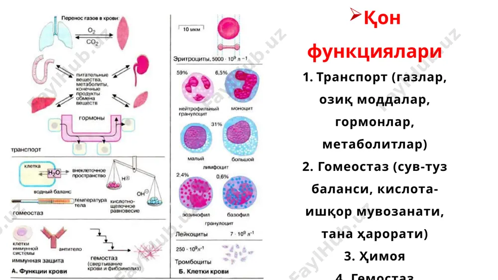 қон биокимёси - Page 2