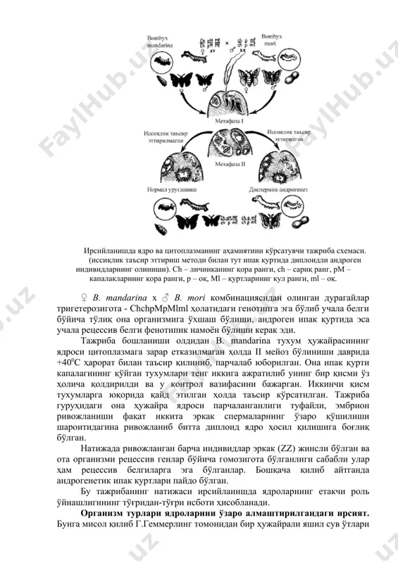 lgan. irsiylanishda yadro va tsitoplazmaning ahamiyatini ko'rsatuvchi tajriba sxemasi. (issiqlik ta'sir ettirish metodi bilan tut ipak qurtida diploidli androgen individlarning olinishi). sh – lichinkaning qora rangi, sh – cariq rang, pm – kapalaklarning qora rangi, r – oq, ml – qurtlarning kul rangi, ml – oq. ♀ b. mandarina x ♂ v. mori kombinatsiyasidan olingan duragaylar trigeterozigota - chchpmpmlml holatidagi genotipga ega bo'lib uchala belgi bo'yicha to'liq ona organizmiga o'xshash bo'lishi, androgen ipak qurtida esa uchala retsessiv belgi fenotipik namoyon bo'lishi kerak edi. tajriba boshlanishi oldidan b. mandarina tuxum hujayrasining yadrosi tsitoplazmaga zarar etkazilmagan holda ii meyoz bo'linishi davrida +400s harorat bilan ta'sir qilinib, parchalab yuborilgan. ona ipak qurti kapalagining qo'ygan tuxumlari teng ikkiga ajratilib uning bir qismi o'z holicha qoldirildi va u kontrol vazifasini bajargan. ikkinchi qism tuxumlarga yuqorida qayd etilgan holda ta'sir ko'rsatilgan. tajriba guruhidagi ona hujayra yadrosi parchalanganligi tufayli, embrion rivojlanishi faqat ikkita erkak spermalarning o'zaro qo'shilishi …