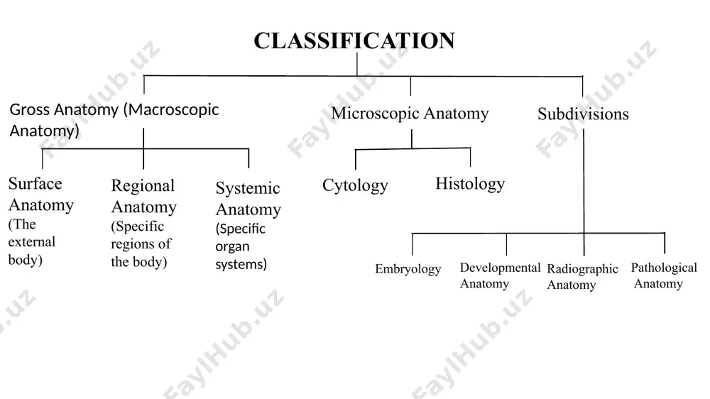 cartilage cartilage on ends of bone remains as articular cartilage. 1 formation of bone collar around hyaline cartilage model. 2 3 4 cavitation of the hyaline cartilage within the cartilage model. invasion of internal cavities by the periosteal bud and spongy bone formation. 5 ossification of the epiphyses; when completed, hyaline cartilage remains only in the epiphyseal plates and articular cartilages formation of the medullary cavity as ossification continues; appearance of secondary ossification centers in the epiphyses in preparation for stage 5. hyaline cartilage primary ossification center bone collar deteriorating cartilage matrix spongy bone formation blood vessel of periostea l bud secondary ossification center epiphyseal blood vessel medullary cavity epiphyseal plate cartilage spongy bone articular cartilage stages of endochondral ossification functions of bone support & protection to soft tissues attachment site for the muscles making the movement possible storage of the minerals, calcium & phosphate -- mineral homeostasis blood cell …