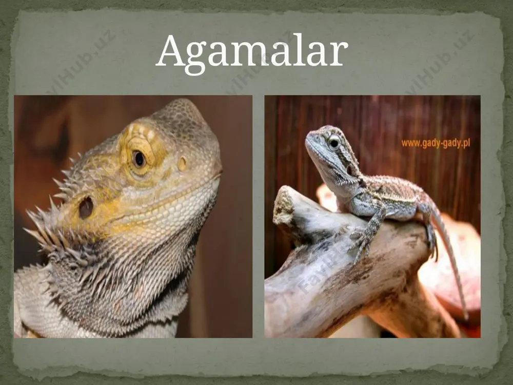 agamalar-agamidae - Page 5