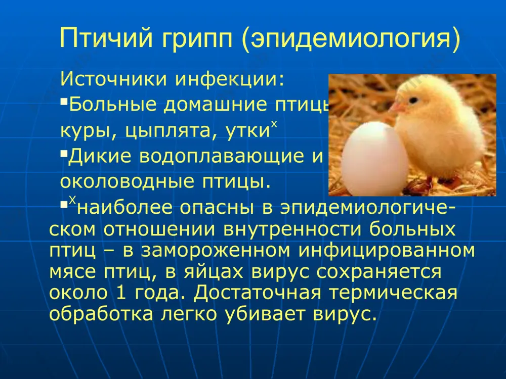 птичий грипп (a/h5n1) - Page 4