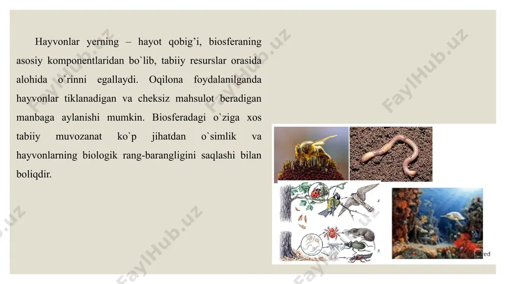 tashqi muhitning muayyan sharoitiga moslashgan. masalan, suvda hayot kechiruvchi sutemizuvchi hayvonlar tanasining suyri shaklda bo`lishi, oyoqlarining eshkakka aylanganligi, terisidagi yunglarning kalta va silliq bo`lishi bilan quruqlikda yashovchi hayvonlardan farq qiladi. hayvonlar sharoitning muayyan chegarada o`zgarishiga moslashgan holda yashaydi. masalan, oq ayiq shimoliy kengliklardagi qadimiy muzliklarda yashab, dengiz hayvonlarini ovlaydi; qo`ng`ir ayiq esa o`rta kengliklardagi o`rmonlarda yashab, asosan o`simliklar bilan oziqlanadi. baqa suvda yoki suv bo`yida; qurbaqa esa suvdan uzoqroqda, salqin joylarda hayot kechiradi. sharoit qulay bo`lgan joylarda hayvonlar ham ko`proq uchraydi, aksincha sharoit noqulay bo`lganida ular kam uchraydi yoki uchramaydi. shunday qilib, quruqlikda, suv havzalarida va boshqa joylarda muhit sharoitining bir xilda bo`lmasligi tufayli hayvonlar ham bir tekis tarqalmaydi. hayvonlar orasida inson salomatligiga, chorva mollari va ekinlarga zarar yetkazadigan turlari ham ko`p uchraydi. ular ekinlarni yeb, hosildorlikni kamaytiradi; oziq-ovqat mahsulotlari, jun, teri, yog`och hamda ulardan tayyorlangan mahsulotlar, kiyim-kechak va buyumlarai buzib katta ziyon yetkazadi. bir qancha hayvonlar odam, chorva mollari …