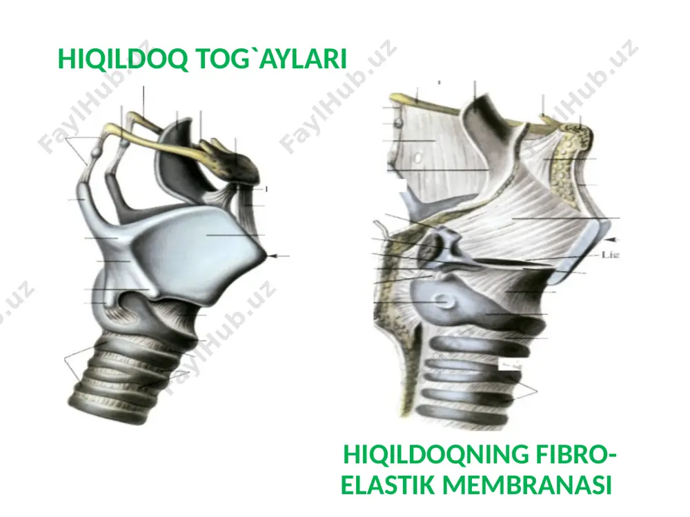 nafas tizimi – systema respiratoria - Page 3