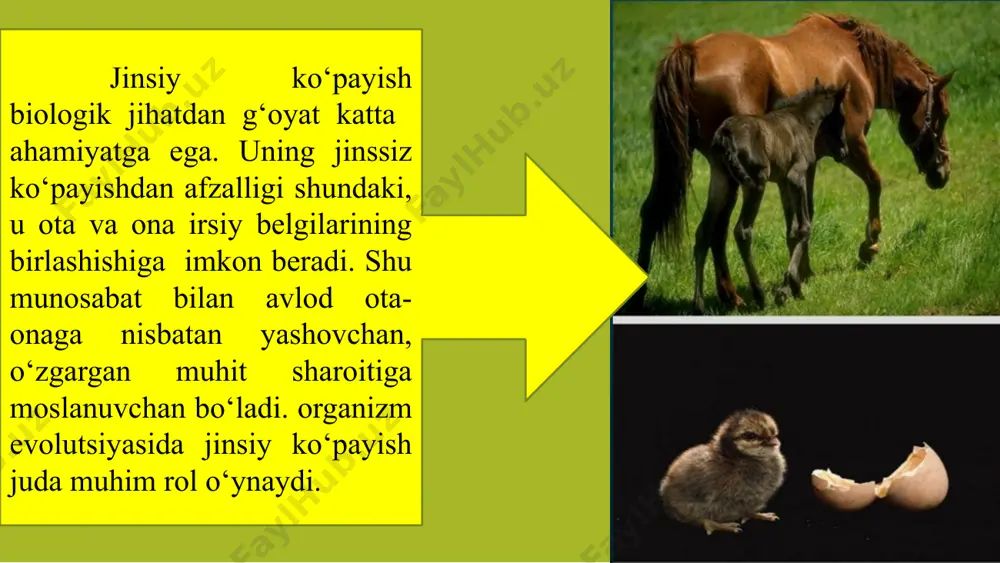 jinsiy ko‘payish - Page 4