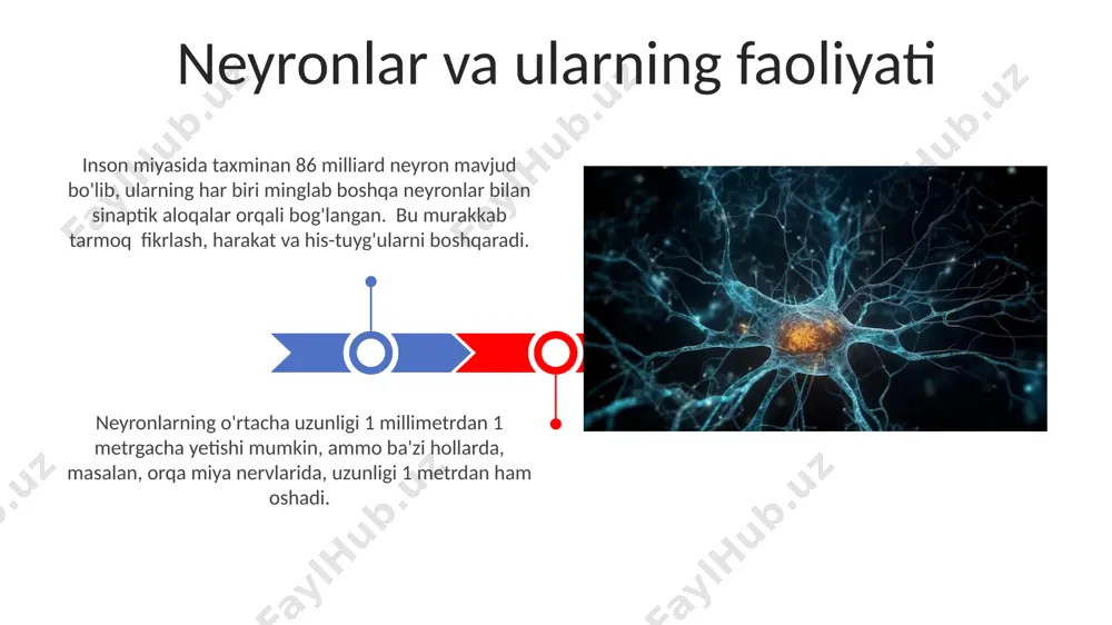 lan, qo‘l va oyoqlarning nervlari, jarrohlik amaliyotlari yoki 5 dan ortiq soat davom etgan fizikaviy zo‘riqishdan keyin uchraydi va qayta tiklanish jarayoni uzoq vaqt talab qilishi mumkin. travmatik miya shikastlanishi natijasida 1000 dan ortiq bemor yiliga toshkent shahridagi shifoxonalarda davolanadi, bu esa neyroxirurgiya bo‘limlariga katta yuklaydi. travmadan kelib chiqqan nerv sistemasining kasalliklari nerv sistemasining kasalliklari: umumiy nuqtai migren bosh og'rig'i jahon aholisining 15 foiziga ta'sir qiladi va ayollar orasida erkaklarga nisbatan ko'proq uchraydi. aqshda migren bilan og'riganlar soni yiliga millionlab dollarlik iqtisodiy zarar keltiradi. epilepsiya butun dunyoda taxminan 50 million kishida uchraydi va turli xil sabablarga ega bo'lishi mumkin, shu jumladan bosh jarohatlari va tug'ma nuqsonlar. davolash usullari turlicha bo'lib, bemor holatiga qarab farq qiladi. neyrodegenerativ kasalliklar amyotrofik lateral skleroz (als) kabi ba'zi neyrodegenerativ kasalliklar genetik omillar bilan bog'liq bo'lib, buyuk britaniyada har yili taxminan 5000 kishiga tashxis qo'yiladi va o'rtacha umr ko'rish muddati kasallikning boshlanishidan keyin 2-5 yilni tashkil …