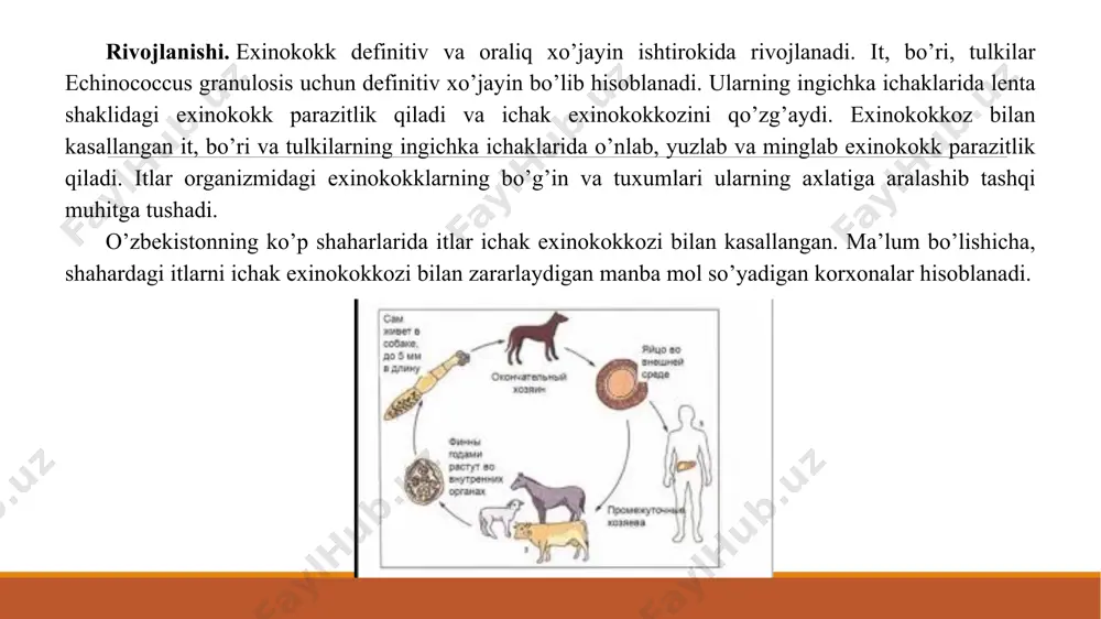 exinokokkoz (echinococcosis) - Page 5