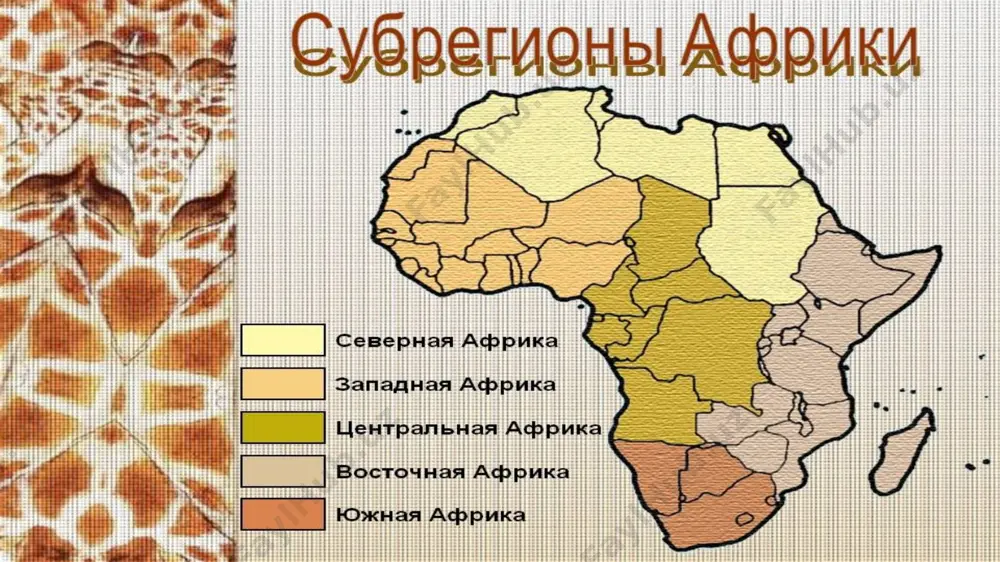 rivojlanmoqda. aholisi, asosan, bantu oilasiga mansub xalqlardan tashkil topganligi bilan ajralib turadi. kongo demokratik respublikasi subregion bo’yicha iqtisodiy jihatdan eng rivojlangan davlat hisoblanadi. sharqiy afrika sharqiy afrika uchun, asosan, subekvatorial va tropik iqlim xosdir. u hind okeaniga chiqish imkoniyatiga ega bo‘lganligi sababli, qadim-dan hindiston va turli arab davlatlari bilan savdo aloqalarini o‘rnatib kelgan. boshqa subregionlardan farqli ravishda bu mintaqa mineral resurslarga nisbatan kambag‘al ekanligi bilan ajralib turadi. shu sababli iqtisodiyotini rivojlantirishda mavjud bo‘lgan boshqa tabiiy resurslardan samarali foydalanishga harakat qiladi. asosan, tropik qishloq xo‘jaligi rivojlangan bo‘lib, jahon bozoriga kofe, choy, kokos palmasi mahsulotlari, turli ziravorlar olib chiqadi. sharqiy afrika mintaqaning ba’zi davlatlari konchilik sanoati mahsulotlarini (mis) ham eksport qiladi. qayta ishlovchi sanoat tarmoqlari rivojlanib bormoqda. tashkil qilingan tabiiy bog‘lar va qo‘riqxonalar turizmni rivojlanishiga yordam beradi . sharqiy afrika aholisi etnik jihatdan turli qabila va urug‘, elat va millatlardan tashkil topgan. keniya subregiondagi ijtimoiy-iqtisodiy rivojlanish darajasiga ko‘ra peshqadam davlat hisoblanadi. janubiy …