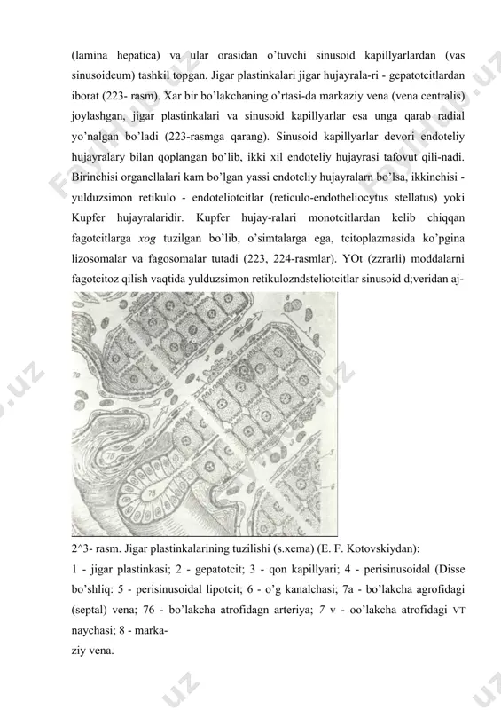 n. disse bo’shlig’ida qon plazmasidan tashqari gepatotcitlarning mikrovorsinkalari, ba’zan kupfer hujayralarining o’simtalari, jigar plastikkalarini o’rab turuvchi argirofil tolalar 224- rasm. jigarning ul’tramikroskspik tuzilishi (sxema) (e. f. kotovskiydan). 1 - bo’lakchalar ichi sinusoidal tomir; 2 - endoteliy hujayrasi; 3 - ilma-teshik joy_ lar; 4 - yulduzsimon makrofag (kupfer hujayrasi); 5 - perisinusoidal (disse) so’sh liq; 6 - retikulyar tolalar; 7 - gepatotcitlarning ^ikrovorsikkalari; 8 - gepatotckt* lpr; 9 - o’t kanalchasi; 10 - perisinusoidal lipoiitlar; 11 - tp kiritmalari; 12 - gemokapillyardagi eritroiitlar hamda perisinusoidal lnpotcit hujayralarining o’simtalari bo’ladi-perisinusoidal lipotcitlar (lipocytus perisinusoideus) kattaligi 5 - 10 mkm atrofidagi nslo’g’ri shaklga ega hujayralar bo’lib, gepatotcit-lar orasida joylashadi (223, 224-rasmlar). ularning oz miqdordz kalta o’simtalari bo’lib, tcitoplazmasida doimo yog’ tomchilari tutadi. lipotcitlar yog’da eruvchi vitaminlarni (vitamin a ni) to’plashda va fibroblastlarga o’xshab tolalar ishlab chiqarishda qatnashadi, degai taxminlar bor. ba’zan disse bo’shlig’itca yana bir hujayra - pit hu-jayralari (pit cells) ham uchraydi. pit …