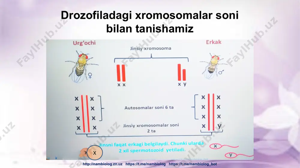 "jins genetikasi" mavzusidagi televizion dars - Page 3