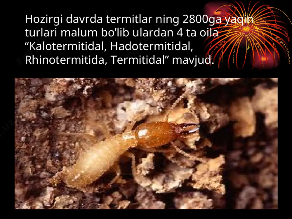 termitlar va ularning biologik va ekologik xususiyatlari - Page 5