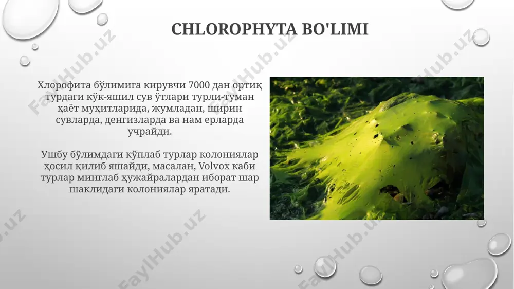 yashil suv o'tlari - Page 5