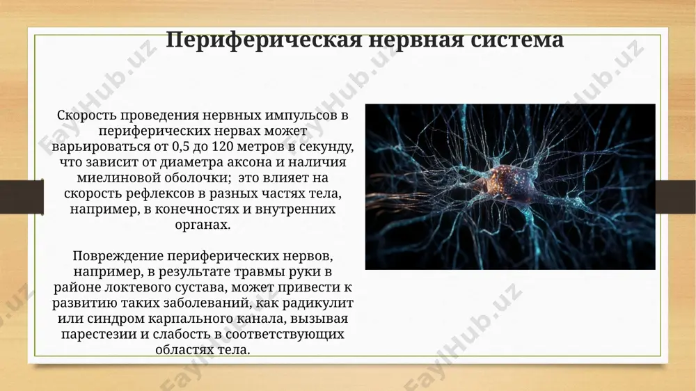 nerv sistemasining tuzilishi, funksiyalari va kasalliklari - Page 5