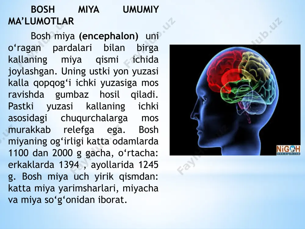 izi chiqadi. undan chekkaroqda miyachaning o‘rta oyoqchasi bilan oliva o‘rtasidan ketma-ket joylashgan vii juft yuz nervi (n. facialis) va viii juft dahliz-chig‘anoq nervining (n. vestibulocochlearis) ildizsi chiqadi. uzunchoq miyaning olivasi orqasidagi egatdan birin-ketin ix juft til-yutqin nervi (n. glossophyngeus), x juft adashgan nerv (n. vagus) va xi juft qo‘shimcha nervning (n. accessorius) ildizlari chiqadi. xii juft bosh miyaning asosi va undan bosh miya nervlari ildizlarini chiqishi. 1-bulbus olfactorius; 2-tractus olfactorius; 3-substantia perforata anterior; 4-tuber cinereum; 5-tractus opticus; 6-corpora mamillaris; 7-gangl. trigeminale; 8-substantia perforata interpeduncularis (posterior); 9-pons; 10-cerebellum; 11-pyramis; 12-oliva; 13-nn.spinalis; 14-n.hypoglossus; 15- n.accessories; 16-n.vagus; 17-n. glossopharyndeus; 18-vestibulocochlearis; 19-n. facialis; 20-n.abducens; 21-n. trigeminus; 22-n.trochlearis; 23-n.oculomotorius; 24-n.opticus; 25-n. olfactorii. til osti nervining (n. hypoglossus) ildizi esa piramida bilan oliva o‘rtasidagi egatdan chiqadi. yangi tug‘ilgan chaqaloq bosh miyasi nisbatan katta bo‘lib, uning og‘irligi o‘rtacha og‘il bolalarda 390g, qiz bolalarda 355g bo‘ladi. to‘rt yoshgacha miya, bo‘yiga va balandligiga bir tekis o‘sib, uning og‘irligi bir …