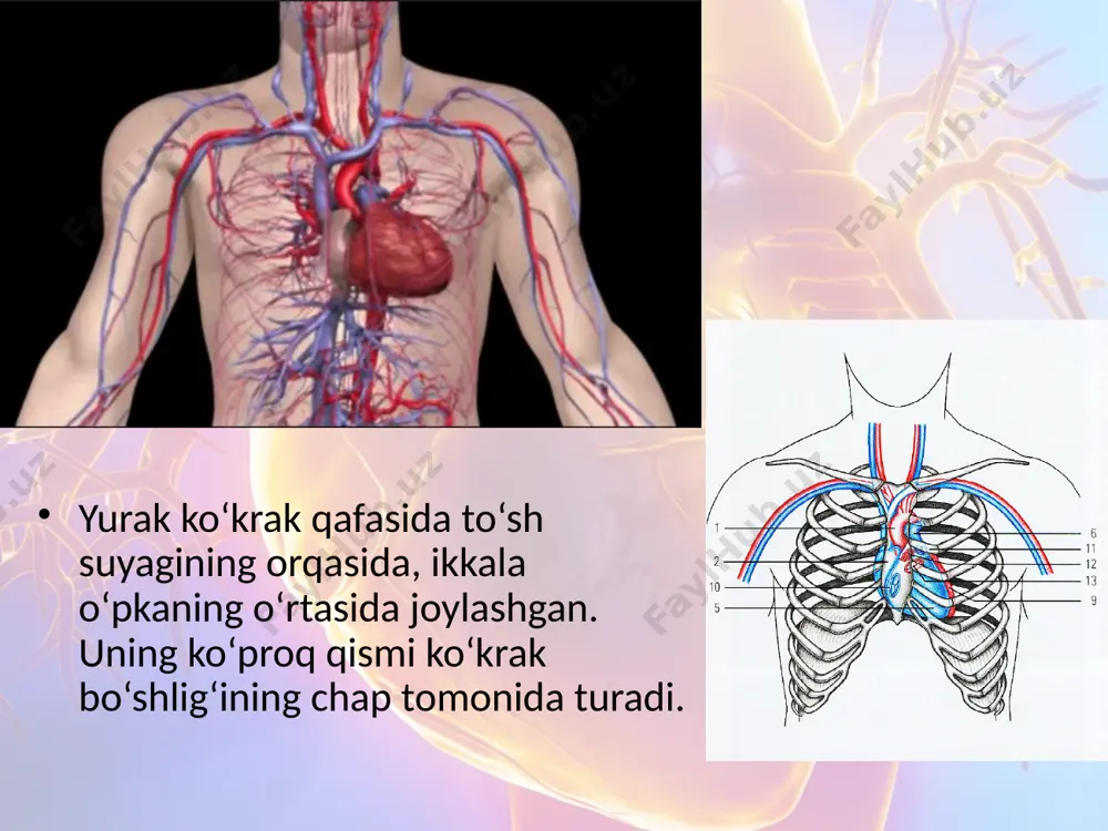 qon aylanish sistemasi haqida umumiy tushuncha. 8 - sinf - Page 4