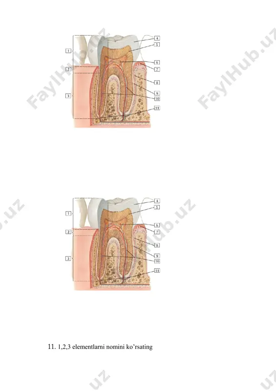anatomiya test savollari - Page 5