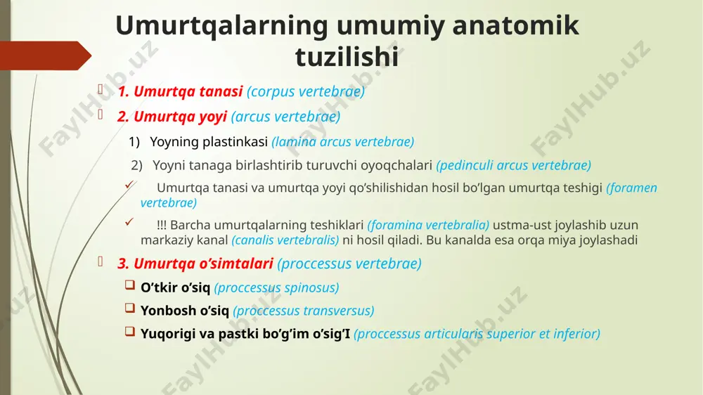 rtebrae va foramen vertebrae differensirovkasi cervicalis (7) thoracic (12) lumbalis (5) tipik bo’yin umurtqalari sulcus nervi spinalis tuberculum anterius et posterius foramen transversarium atipik bo’yin umurtqalari: atlas (c1) atlasning umurtqa tanasi, o’tkir o’sig’i va bo’g’im o’siqlari mavjud emas! u 3 qismdan iborat: oldingi ravoq (yoy) - arcus anterior atlantis orqa ravoq (yoy) - arcus posterior atlantis lateral massa - massa lateralis atlantis arcus anterior atlantis umurtqa oldingi ravog’ining (arcus anterior atlantis) oldingi yuzasida atlantning oldingi do’mboqchasi (tuberculum antrerius) va orqa yuzasida ikkinchi bo’yin umurtqasinng tishsimon o’sig’i uchun bo’g’im yuzasi (fovea dentis) joylashgan. arcus anterior atlantis tuberculum anterius fovea dentis arcus posterior atlantis atlasning orqa ravog’ida quyidagi tuzilmalar mavjud: orqa do’mboqcha (tuberculum posterius) umurtqa arteriyasi ariqchasi (sulcus arteriae vertebralis) – bu ariqchadan umurtqa arteriyasi o’tadi. arcus posterior atlantis sulcus arteriae vertebralis tuberculum posterius lateral massa (massae laterale) lateral massada quyidagi tuzilmalar joylashgan: facies articularis superior – ensa suyagi bilan birikadi facies …