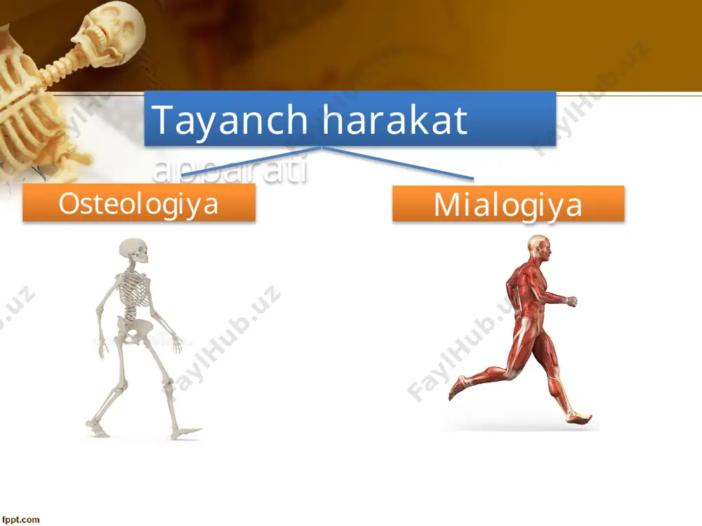rallel tolali uzon muskul; 1- muskul¬niog payi; 2- muskulning bosh qismi; 3- muskulning qorin qismi; 4- mus¬kulning tanasi; 5- muskulning payli belbog'lari. строение мышцы 1. брюшко - средняя, активная часть, 2. сухожилия - сухожильные концы, образованные плотной соединительной тканью и служащие для прикрепления. мышцы крепятся к фасциям к кости к коже к органу апоневроз хвосты мышц могут срастаться, образуя широкие сухожильные звена расположение скелетных мышц функции скелетных мышц: 1.движение. 2. поддержание осанки. 3. стабилизация суставов. 4. выделение тепла. 5. дыхание и речь. классификация мышц по форме: короткие длинные широкие по направлению волокон: - прямые, - параллельные, - косые, - поперечные, - круговые. формы мышц мышечные группы мышцы головы; 2. мимические мышцы; 3. мышцы шеи; мышечные группы мышцы спины; мышцы груди; мышцы живота; мышцы плечевого пояса мышцы рук мышцы ног вспомогательный аппарат мышц фасции - оболочки из плотной волокнистой соединительной ткани синовиальные сумки - тонкостенные соединительнотканные мешки, наполненные жидкостью синовиальные влагалища …