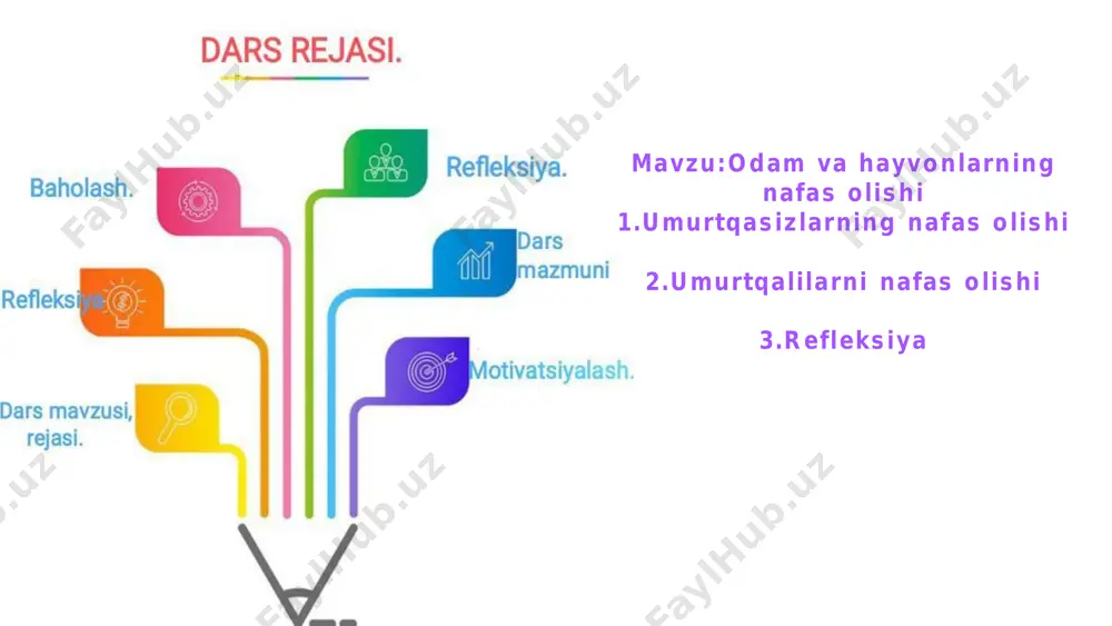 joylashgan nafas olish teshiklari – traxeyalar orqali nafas oladi o‘rgimchaklar bir juft o‘pka xaltalari va ikki tutam traxeyalar yordamida nafas oladi. hasharotlarning nafas olish organlari hasharotlarning nafas olish organlari naychalarga o‘xshash traxeyalardan iborat. havo hasharotlarning qorin bo‘limida joylashgan nafas olish teshiklari orqali traxeyalarga o‘tadi. traxe yalar shoxlanib, barcha organlarga yetib boradi suvda hamda quruqlikda yashovchilar qushlar sudralib yuruvchilar suvda va quruqlikda yashaydigan hayvonlar oʻpka bilan birga teri orqali ham nafas oladi. sutemizuvchilar qushlarda moddalar almashinuvining jadallashuvi o‘pkalar bilan tutashgan havo xaltalari hosil bo‘lishiga olib kelgan. sutemizuvchilarda nafas olish ancha takomillashgan bo‘lib, o‘pka alveolalari yaxshi rivojlangan. nafas olishda diafragma muskullari ham ishtirok etadi. umurtqali hayvonlarning nafas olish sistemasi baliqlar baliqlarda jabralar nafas olish organi hisoblanadi reptiliyalar o‘pkalar bilan nafas oladi baliqlarning nafas olish sistemasi baliqlarda jabralar nafas olish organi hisoblanadi. baliqlar suvda erigan kislorod bilan nafas oladi. ular og‘zi orqali yutilgan suv jabralarni yuvib, jabra teshiklari orqali chiqariladi. jabralar jabra ravoqlaridan …