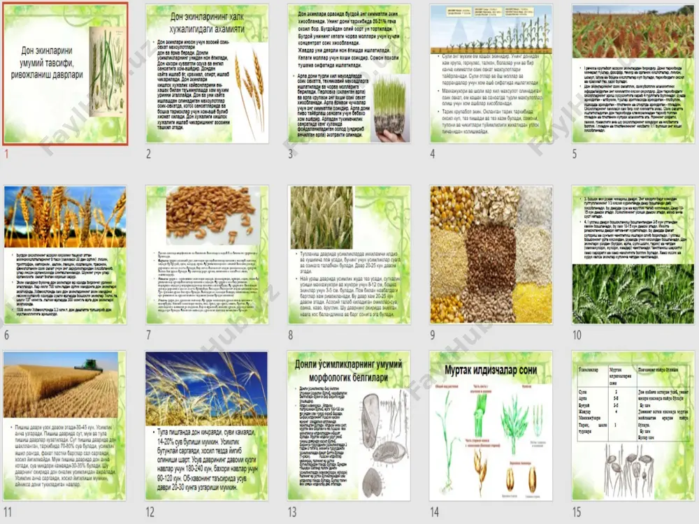 don ekinlarini umumiy tavsifi, rivojlanish davrlari - Page 2