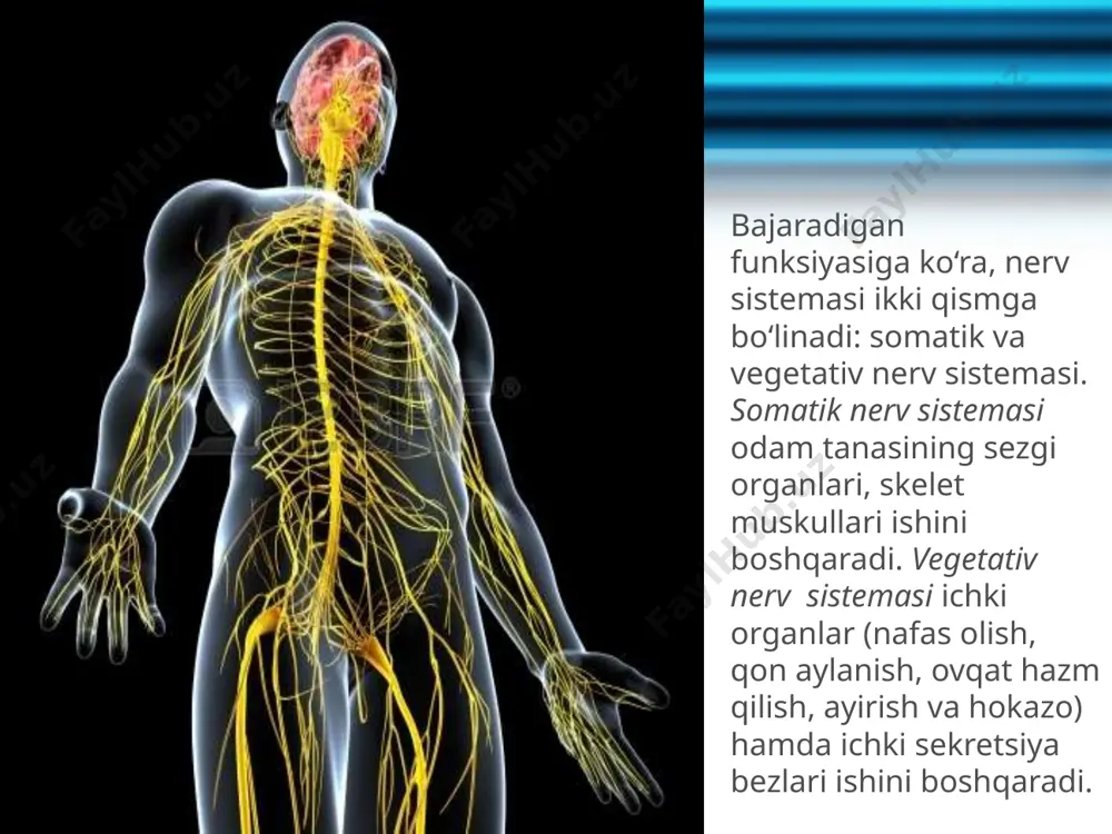 to‘qima va organlarning sezish va harakatlanish funksiyasini boshqaradi; — orqa miyaning qaysi bir segmentida joylashgan nerv hujayralari va ularning nerv tolalari shikastlansa yoki kasallansa, o‘sha joydagi nerv markazlaridan ta’minlanadigan to‘qima va organlarning sezish va harakatlanish funksiyasi yo‘qoladi, shu to‘qima yoki muskul falajlanib qoladi. orqa miya ikki xil: reflektor va o‘tkazuvchilik funksiyasini bajaradi. savol va topshiriqlar nerv sistemasining asosiy funksiyalarini ayting. nerv sistemasi qanday tuzilgan? orqa miyaning joylashishi va tuzilishini tushuntiring. image2.jpeg image3.jpeg image4.png image5.jpeg image6.jpeg image7.jpeg image8.gif image9.jpeg image10.jpeg image11.gif image12.jpeg image13.jpeg image14.jpeg image15.jpeg image16.jpeg image1.jpeg