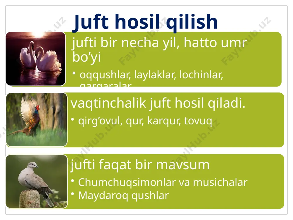 qushlar mavzusida amxo'rlik qilishi - Page 4