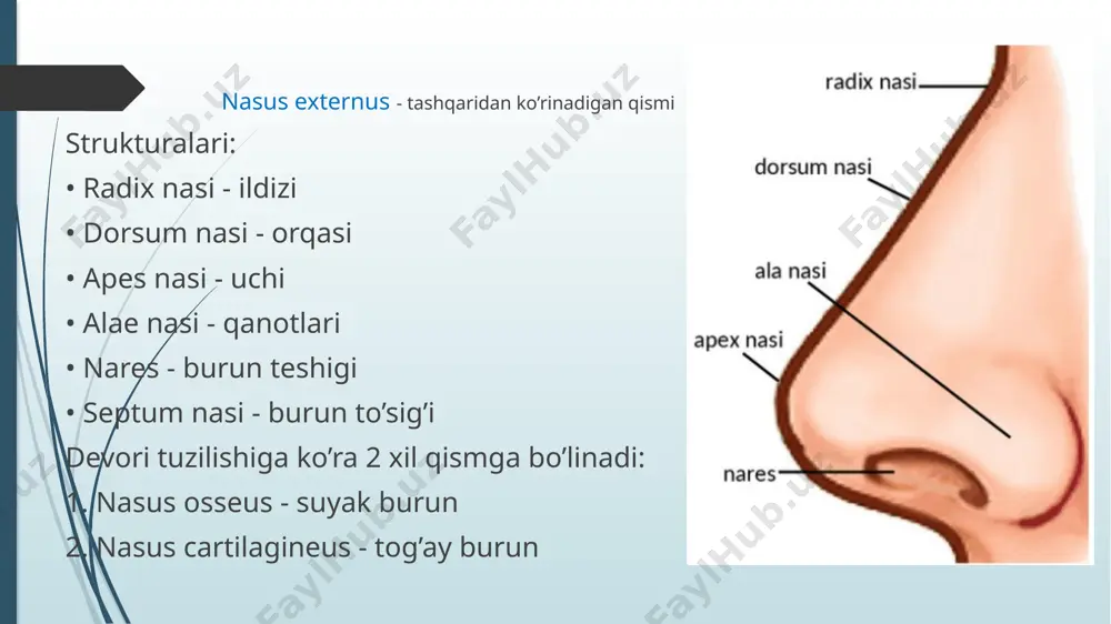 on tog’ay ➢ gialin tog’aydan tuzilgan asosiy qismlari: • basis - asosi, keng gialinli • apex - uchi, ingichka, elastik basis strukturalari: • processus vocalis - old-medial tomonida j-n, ovoz boylami birikadi • processus muscularis - orqa-lateral tomonida, muskul birikadi • facies articularis cricoidea - uzuksimon tog’ay bilan bo’g’im hosil qiladi yuzalari: 1. facies anterolateralis 2. facies medialis 3. facies posterior ❖ cartilago corniculata - shoxsimon tog’ay ➢ elastik tog’aydan tuzilgan ➢ cho’michsimon tog’ayning apexi ustida j-n ❖ cartilago cuneiformis - ponasimon tog’ay ➢ elastik tog’aydan tuzilgan ➢ shoxsimon tog’ayning yuqori qismida j-n ➢ plica aryepiglottica uni qoplab turadi va shu joyda tuberculum cuneiformis h/b cartilago triticea - donsimon tog’ay ➢ lig.thyroideum laterale orasida j-n v. hiqildoq tog’aylarining birlashuvi 1. uzluksiz birlashuvlar 2. uzlukli birlashuvlar uzluksiz birlashuvlar tashqi membranalar ❖ membrana thyrohyoidea ➢ qalqonsimon suyakni tilosti suyagiga biriktiradi ➢ membrananing 2 cheti va o’rtasi qalinlashib, boylam hosil qiladi 1. lig.thyroideum …