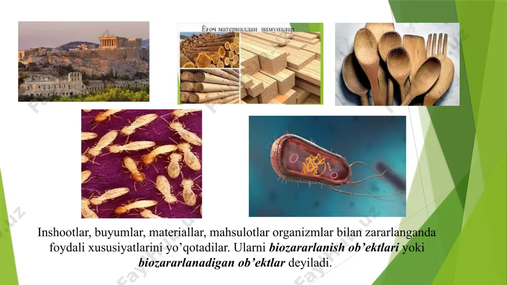 rotroflar esa – tayyor organik moddalarni ishlatadi. metallar korroziyasini qo’zg’atishda qatnashuvchi bakteriyalarning ko’pchiligi xemotroflardir z xemotrof va geterotrf bakteriyalar o’sishi uchun haroratning ustki chegarasi ko’p hollarda 90 os va undan ham yuqoriroqni tashkil etadi. misol uchun, metallarda faol biokorroziya qo’zg’atuvchi thiobacillus turkumiga mansub bakteriyalar o’sishi uchun haroratning ustki chegarasi 60 os; biokorroziya qo’zg’atuvchi sulfatreduksiya qiluvchi bakteriyalarning bir turi uchun esa 70 os. ba’zi muhitni oksidlovchi bakteriyalar 90 os haroratda o’sa oladi. bunday bakteriyalarning termostabilligi ular oqsillarining (birinchi navbatda fermentlarining) issiqlikka chidamliligi bilan bog’liq. ularning membranalaridagi lipid moddalari, karbonning ko’p sonli atomlariga ega bo’lgan to’yingan va shoxlangan moy kislotalari mavjudligi bilan ta’riflanadi. ba’zi bakteriyalar ph 1 yoki ph 10 bo’lganida ham o’sish va rivojlanishini to’xtatmaydi. misol uchun, thiobacillus turkumiga mansub bakteriyalar turlaridan bittasi uchun optimal ph 1-3, boshqasi uchun esa - ph 9,8. ba’zi bakteriyalar yuqori havo bosimiga o’ta chidamli. 750 atm bosimida o’sa oladigan turlar mavjud; ba’zi turlar uchun optimal …