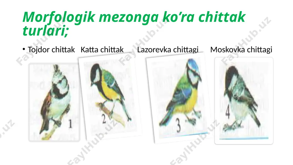 turning paydo bo’lishi;a)allotropic ,b)simpatik geografik alohidalanish;qirg’ovulning kenja turlari umrtqalilarda embrional rivojlanish bosqichlari gomologik organlar o’simliklardagi anologik organlar 1-zirkning tikani –bargning 2-do’lanani tikani novdaning 3-oq akatsiyaning tikani yon bargchaning 4-maymunjonning tikani po’stlog’ning o’zgarishidan hosil bo’lgan . hayvonlardagi anologik organlar kapalakning qanotiko’krakning orqa tomonidan chiqqan hosila ko’rshapalakning uchish par’dasi oldingi oyqning o’zgarishidan hosil bo’lgan ,,materiklar dreyfi’’ nazariyasiga ko’ra tarixiy jarayonda qitalarning paydo bo’lishi . galopogoss orollarida yashovchi vyuroklarning turlari divergensiya natijasidir. ajdod tur afrika va janubiy amerika sutemizuvchilarining tana tuzilishidagi parallelizm . afrika va janubiy amerika sutemizuvchilarining tana tuzilishidagi parallelizm umrtqalilarning turli sistematik guruhlarga kiruvchi hayvonlarda konvergensiya . a - suvdagi vakillari ; 1-akula 2-ixtiozavr 3-delfin umrtqalilarning turli sistematik guruhlarga kiruvchi vakillarida konvergensiya . b-quruqlikdagi vakillari 1-haltali krot 2-oddiy krot. evolyutsion progresning turli yo’nalishlari;aromorfoz,idioadaptatsiya,degeneratsiya sutemizuvchilar sinfining hashoratxo’rlar sinfiga mansub quruqlikdagi formalari. sakrovchi tipratikan yerqazar suvda hamda quruqlikda yashovchi formlari; 4-kutora,5-qunduzsimon yerqazar,6-krot,7-oltin rangli krot,8-vixuxol. f.redi tajribasi ; go’sht solingan idishlarning ayrimlarini ustini doka …