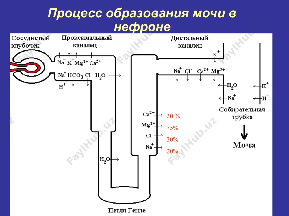 ание цереброспинальной жидкости также осуществляется с помощью карбоангидразы, поэтому диакарб иногда используют для снижения внутричерепного давления. при отечном синдроме с алкалозом при хронической сердечной и сердечно-легочной недостаточности, при гипохлоремическом алкалозе, вызванном другими лекарствами. за счет ощелачивания мочи диакарб способствует более быстрому выведению из организма барбитуратов, аспирина, мочевой кислоты и других веществ. ингибиторы карбоангидразы: диакарб побочные эффекты: при длительном применении возможна гипокалиемия, поэтому необходимо проводить коррекцию препаратами калия. при возникновении ацидоза диакарб следует отменить и вводить раствор натрия гидрокарбоната внутривенно. к другим побочным эффектам относятся общая слабость, головные боли, кожные аллергические реакции и повышенная чувствительность к препарату, снижение кислотности желудка. тиазидные диуретики: гидрохлортиазид, циклопентиазид механизм действия: 1) подавляют транспорт ионов na+ и cl- через апикальную мембрану в дистальном извитом канальце. 2) повышают реабсорбцию ионов ca++, что связано с понижением концентрации ионов na+ в эпителиальных клетках канальца и активацией функции na+,ca++-атф-азы на базальной мембране. 3) проявляют антикарбоангидразную активность и могут тормозить реабсорбцию …
