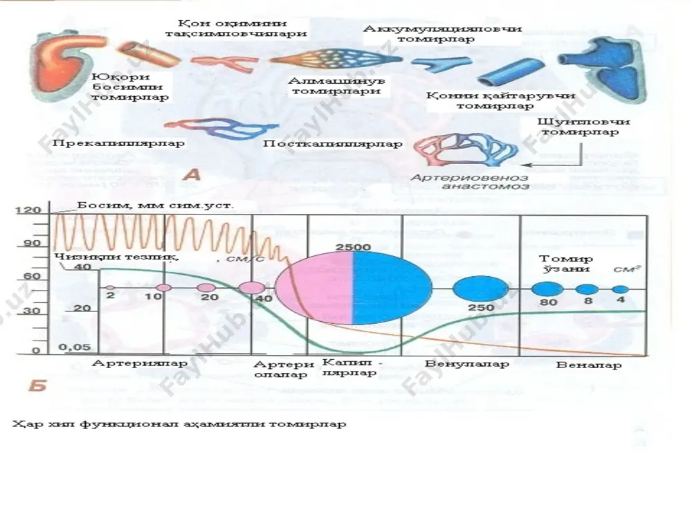 аб толаларни таъсирланиши n. glossopharyngeus n. laryngeus superior n. chorda tympani n. pelvicus қон томирлар тонусини гуморал бошқарилиши. . қон томирларини торайтирвучи моддалар: адреналин норадреналин вазопрессин серотонин ренин ангиотензин альдостерон са + ионлари эндотелин 2. қон томирларини кенгайтирувчи моддалар: ацетилхолин гистамин медуллин брадикинин простагландинлар кининлар метаболизм махсулотлари (со2 таранглигини ошиши, кўмир ва сут кислоталарини тўпланиши, рн ни пасайиши, о2 таранглигини камайиши,атф , адф, амф, к+ н+ ион-лари, простациклинлар қон томирларни кенгайтиради. n. glossopharyngeus n. laryngeus superior n. chorda tympani n. pelvicus эътиборларингиз учун рахмат!