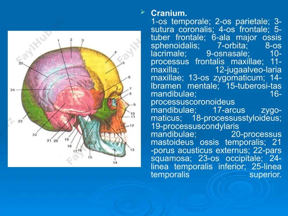 ra parietalis;16-linca temporalis. os temporale. 1-pars squamosa ossis temporalis; 2-eminentia arcuata; 3-incisura parietal is; 4-tegmen tympani; 5-sulcus sinus petrosi superioris; 6-sulcus sinus sigmoidei; 7-foramen mastoideum; 8-margo occipitalis; 9-aper-tura externa aqueductus vestibuli; 10-fossa subarcuata; 11-vagina processus styloidei; 12-processus styloideus; 13-apertura externa canaliculi cochleae; 14-porus acusticus internus; 15-sulcus sinus petrosi inferioris; 16-facies posterior partis petrosae; 17-apex partis pet-rosae; 18-processuszygomaticus; 19-sulci arteriosi. maxilla. 1 -processus frontalis; 2-crista lacrimalis anterior; 3-margo infraorbital-is; 4-facies anterior; 5-foramen infraorbitalis; 6-incisura nasalis; 7-spina nasalis anterior; 8-corpus maxillae; 9-juga alveolaria; 10-proces-sus zygomaticus; 11-foramina alveolaria; 12-tuber maxillae; 13-sulcus intraorbitalis; 14-facies orbitalis. maxilla. 1-processus frontalis; 2-margo lacrimalis; 3-sulcus lacrimalis; 4-sinus maxillaris; 5-facies nasalis corporis maxillae; 6-sulcus palatinus; 7-processus alveolaris; 8-processus palatinus; 9-canalis incisivus; 10-spina nasalis anterior; 11-cristaconchalis; 12-cristaethmoidalis. os zygomaticum. г-processus frontalis; 2-facies orbitalis; 3-foramen zigomaticoorbitale; 4-facies lateralis; 5-processus temporalis. vomer. 1 -marge ethtnoidalis; 2-ala sin-istra vomeris; 3-margo liber; 4-margo patatinus. ossa nasalia. 1-sutura internasalia; 2-foramen ossis nasalis; 3-margo liber; concha …