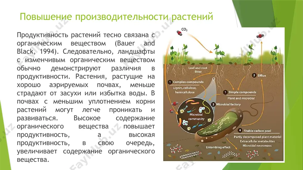 entional system- обычная система system with om retention- система с задержкой органического вещества soil depth (cm)-глубина почвы (см) ёмкость катионного обмена (ёко) тесно связан с органическим веществом содержание почвы. постепенно увеличивается с время, когда органические остатки сохраняются, сначала в верхнем слое почвы, а затем и на большей глубине. crovetto (1997) сообщил об увеличении цик. 136 процентов (от 11 до 26 мэкв/100 г почвы) в результате увеличения содержания гумуса в верхний слой почвы после 20 лет удержания растительных остатков. для преодоления кислотности в почву обычно вносят известь. однако органическое вещество на поверхности почвы способствует переносу карбоната кальция (извести) в более глубокие слои почвы после внесения на поверхность (таблица 1). пожнивные остатки выделяют органические кислоты, благодаря которым известь проникает глубже в профиль намного быстрее, чем при внесении на голую почву. таким образом, больше нет необходимости интенсивно вмешивать известь в почву, что подходит для систем земледелия, основанных на минимальной или нулевой обработке почвы. …