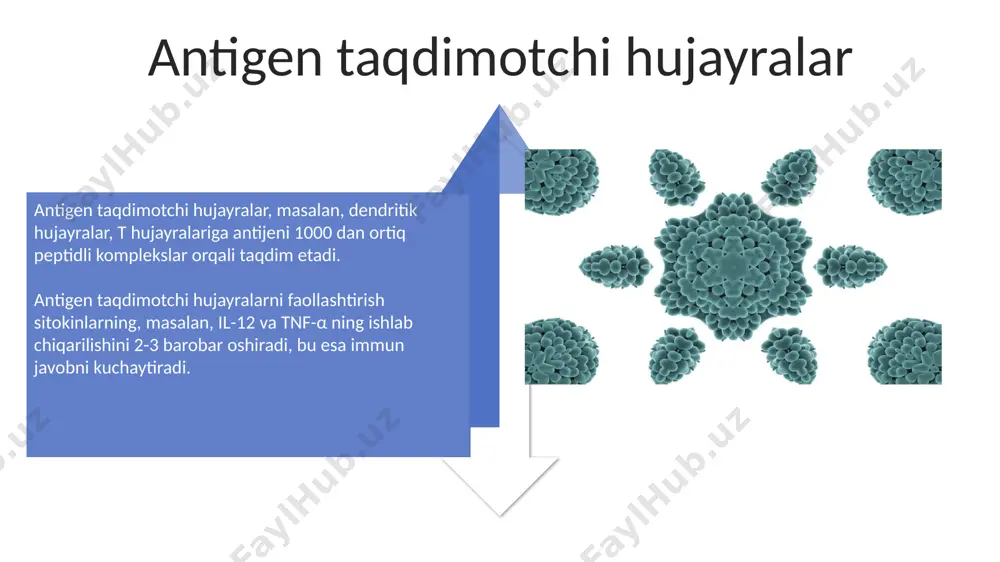 immun reaksiyalarini morfologik asoslari - Page 4