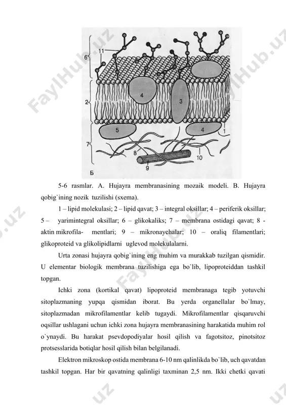 k ipsimon va donador elementlardan tashkil topgan bo`lib, u glikoproteid va glikolipidlardan iborat. glikokaliks enterotsit mahsuloti bo`lib, u sitoplazma qobig`ining tarkibiy qismidir. plazmatik membrana tarkibida juda ko`p gidrolitik va transport ferment sistemalar joylashgan. bu fermentlar glikokaliks fermentlari bilan bir qatorda moddalarning hujayra ichiga o`tishida katta rol o`ynaydi. ichki zona (matriks yoki membrana osti qavati) donachalar, markazda joylashgan 20-40 parellel mikrofibrillalardan va amorf qismdan tashkil topgan. mikrofibrillalarning bir uchi mikrovorsinkalar uchidagi zich donachada tugab, ikkinchi uchi terminal to`rni hosil qiladi. tadqiqotchilar fikricha, matriks va mikrofibrillalar ba’zi bir moddalarning so`rilishida muhim o`rin tutadi. nafas olish (burun bo`shlig`i, traxeya, bronx) va boshqa ba’zi bir a’zolar hujayralarining apikal qismida kiprikchalar joylashgan bo`lib, ular harakat qilish qobiliyatiga ega (hujayra markazi maqolasiga qarang). qo`shni hujayralar yon yuzasidagi maxsus tuzilmalar. har xil hujayralar yon qismlarida moddalarni diffuziya qilishga to`sqinlik beruvchi maxsus tuzilmalar joylashadi (8-rasm). bu tuzilmalar bir necha turga farqlanadi: 1. oddiy birikish. hujayra plazmatik membranalari bir-biriga …