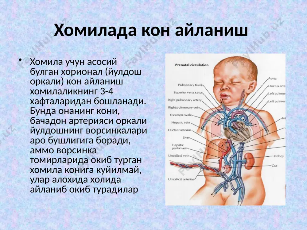 ди bazan баъзан юрак чуккисида ва перкуссия товушининг абсолют бугик сохасида чукур нафас олгандан кейин ёки жисмоний харакатдан сунг баъзида эса боланинг ётган холатида киска, бугик тембрдаги, юмшок iii тон эшитилиши мумкин. кон томирлар янги тугилган болаларда кон-томир деворлари юпка, мушак ва эластик толалари яхши такомиллашмаган булади. болаларда юракнинг усиб бориши билан бир каторда асосий магистрал кон томирлар хам усиб боради, аммо бу усиш бир мунча секин даражада булади. масалан, боланинг 15 ёшлигида юракнинг хажми тугилган вактидагига нисбатан 7 маротабага ошса, аорта айланаси 3 маротабага ортади холос. усиш жараёнида, упка артерияси ва аорта тешигининг кенглиги хам узгариб боради. агар янги тугилган вактда упка артерияси тешиги, аортаникига нисбатан 20-25% кенг булса (аортаники 16 мм, упка артериясиники 21 мм), боланинг 10-12 ёшлигида улар тенглашади. катталарда аорта тешиги упка артериясиникидан кенг булади (аортаники 80 мм, упка артериясиники 74 мм). пульс пульс. болаликнинг хамма ёшида пульс катталарга нисбатан тез булади. бу холат болаларда модда …
