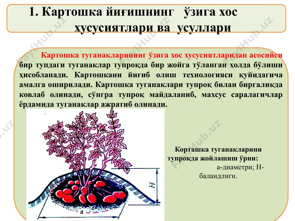 лашган чуқурликда ковлайди, туганакли қатламни майдалайди, тупроқнинг майда заррачаларини элайди ва туганакларни дала юзасига қатор қилиб тўшаб кетади. уларнинг ишчи қисмлари туганакли тупроқ қатламини ағдарувчи, ирғитувчи, эловчи турларга бўлинади. картошка йиғгич комбайнлари картошкали қаторларни ковлайди, туганакларни тупроқ ва чиқиндилардан ажратади, кесакларни майдалайди, туганакларни поясидан, бегона ўт қолдиқлари, тошлардан ва кесаклардан ажратади, туганакларни бункерга йиғади ёки транспорт воситасига юклайди. агротехник талаблар: бункеридаги туганаклар миқдори 95% кам бўлмаслиги, туганаклар исрофгарчилиги кўпи билан 5%, йиғилган картошканинг тозалиги камида 80%, туганакларни захаланиши ер юзасидан теришда кўпи билан 5% ва ковлашда 10% ошмаслиги керак. картошка ковлагичлар картошка ковлагичларни ишчи қисмлари: а–ағдаргичли; б–ирғитгичли; 1-корпус; 2-тоғарасимон лемех; 3-ғалвирли ротор ирғитувчи ковлагичлар туганакли тупроқни тоғарасимон лемех 2 билан ковлайди ва уни айланувчан ғалвирли роторга 3 узатади. ротор 3 қатламни майдалайди, тупроқни элайди ва туганакларни ер юзаси томон ирғитади. элагичли ковлагичлар туганакли қатламни ковлайди, пояларни ажратади, тупроқни тебранувчи-силкитувчи ишчи қисмлар билан элайди. элагич ва силкитгичлар орқали туганаклар эланиб дала …